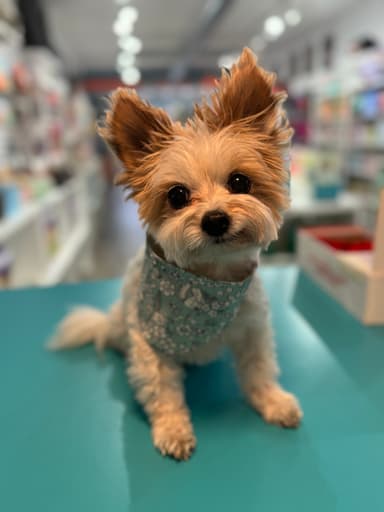 Cooper the canine companion